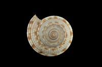 藏品(泰勒車輪螺)的圖片